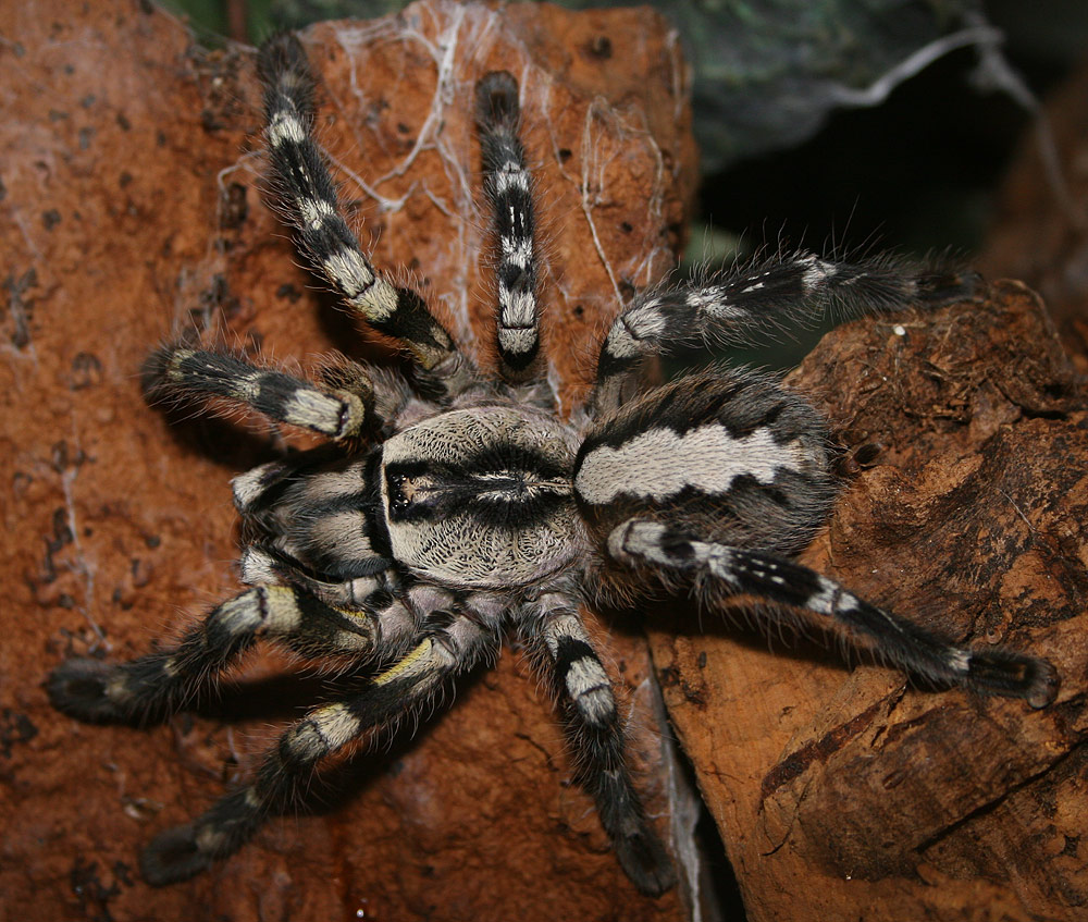 My Regalis