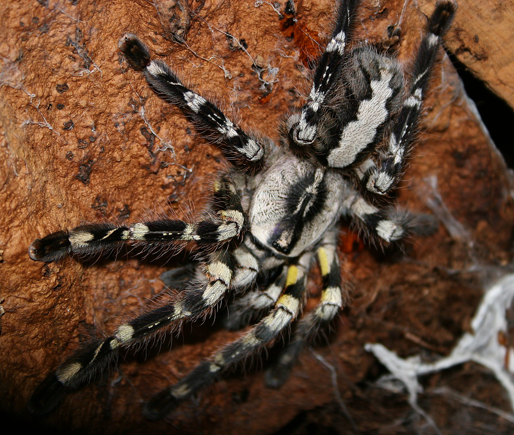 My Regalis