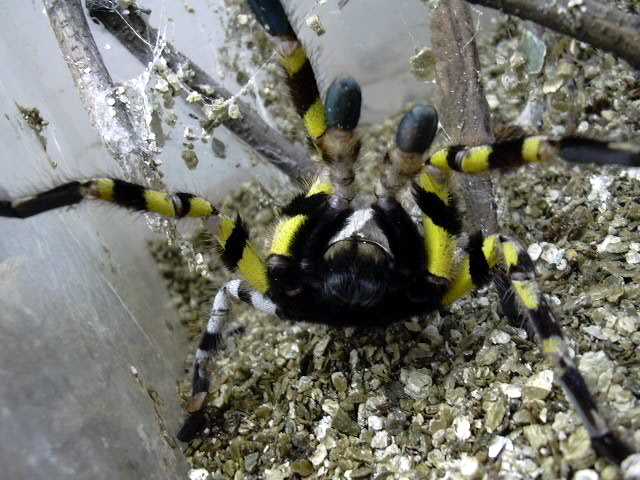 My Regalis