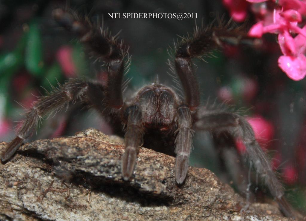 My Salmon Pink 2 Inch Birdeater