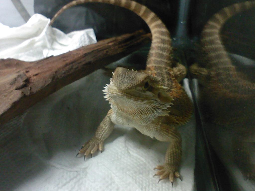 My(Sand Fire)Bearded Dragon