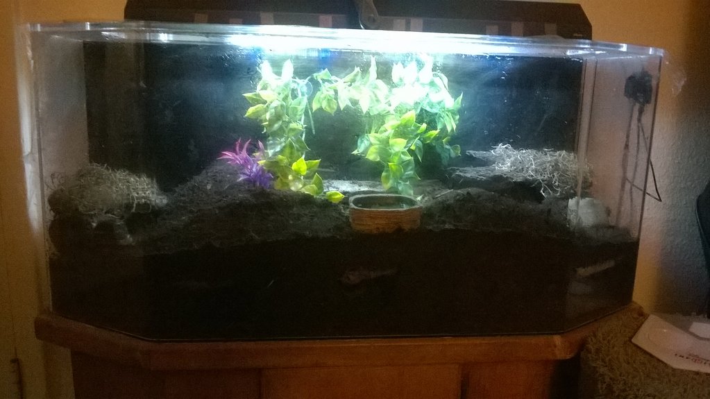 my scorpion enclosure