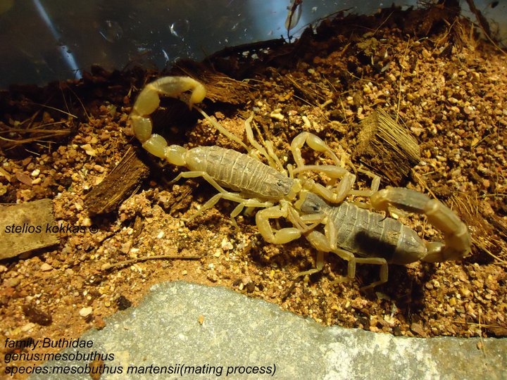 my scorpion gallery