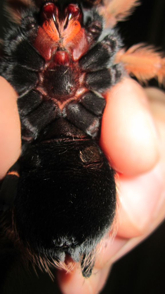 My second Brachypelma boehmei male or female