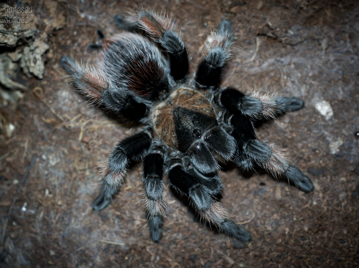 My Senior Brachypelma emilia Female