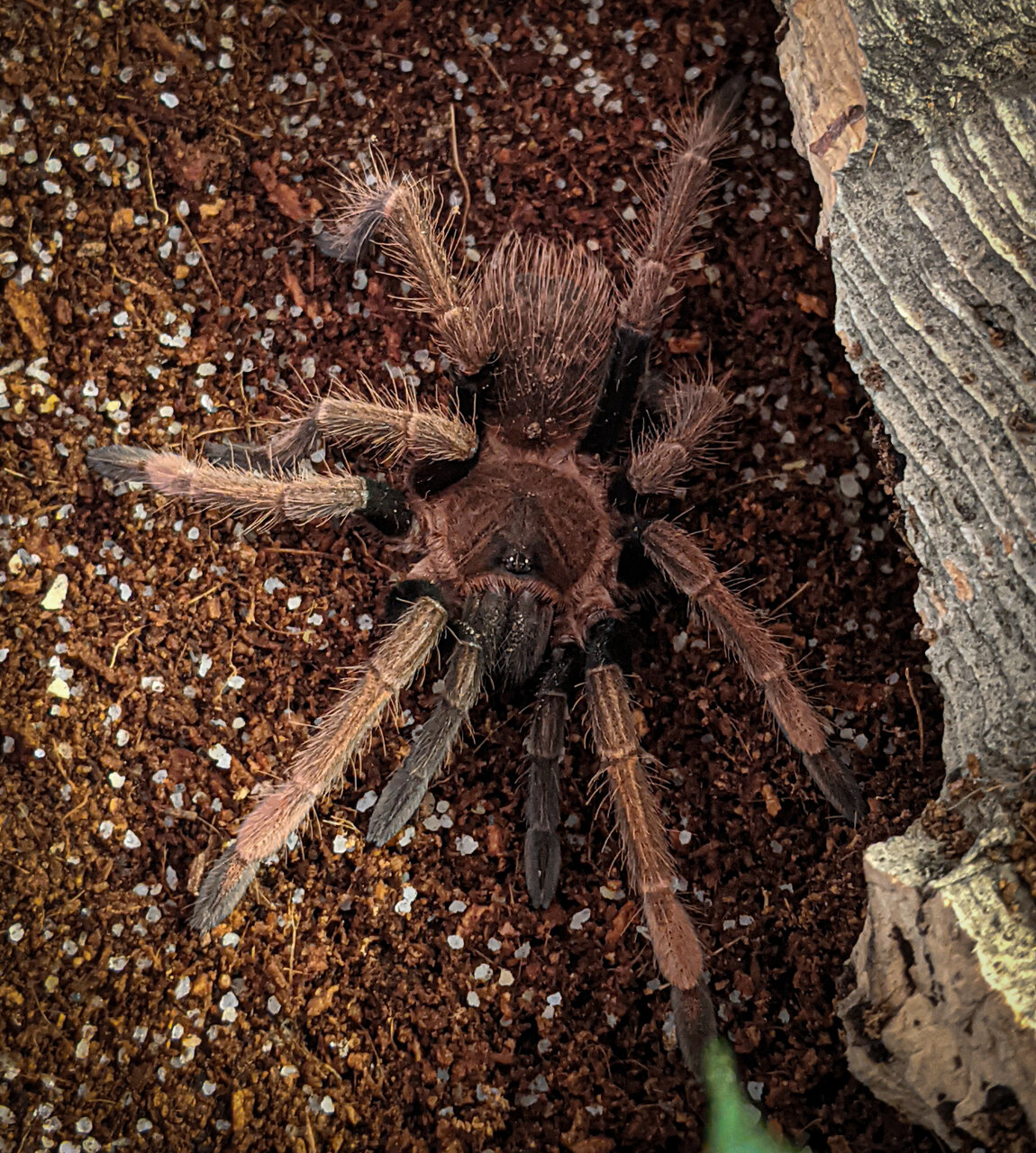 My Sericopelma sp Santa Catalina juvie