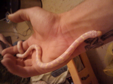 My Snake California Ablino King-snake Female