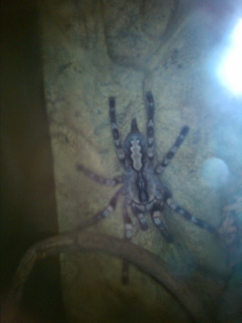 My Spiders