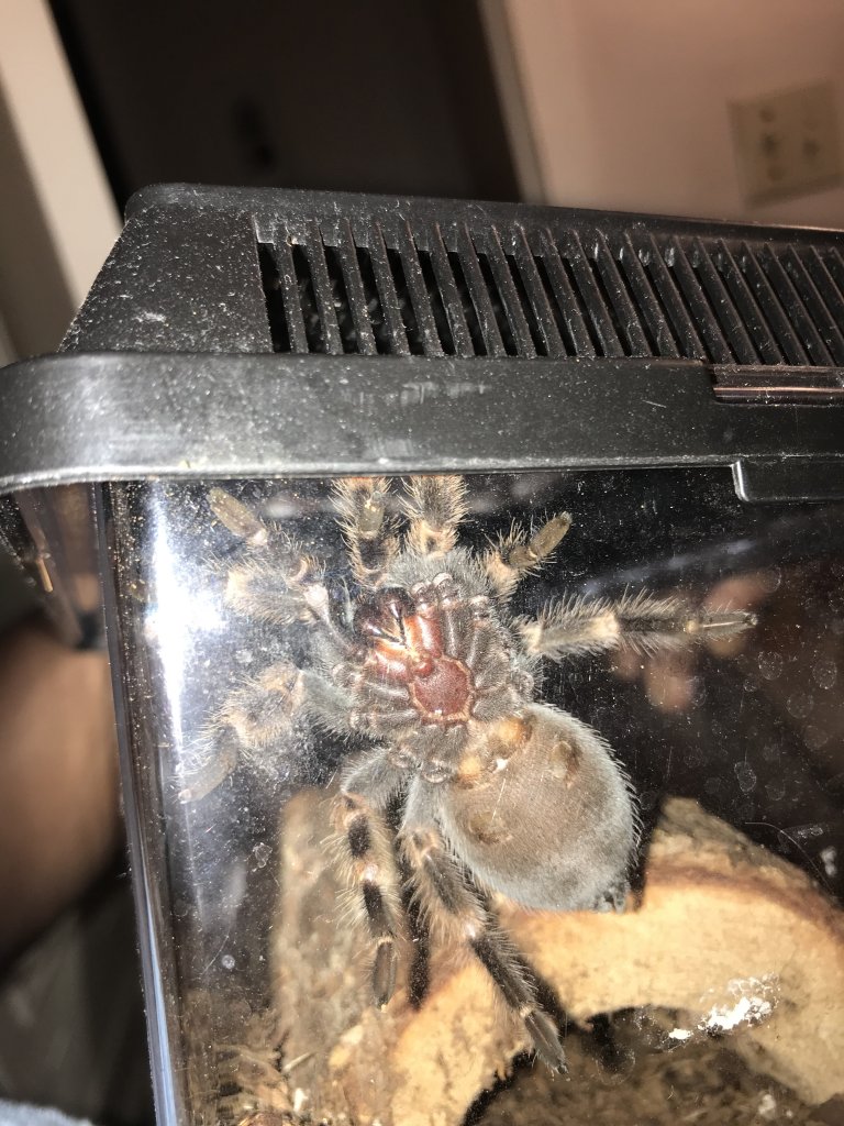 My T guy told me that this was “probably a male” about two molts ago