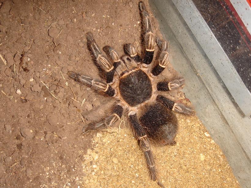 my tarantula