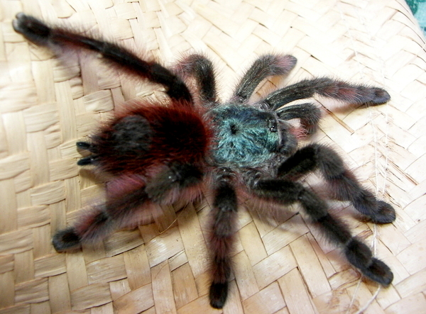 MY TARANTULA