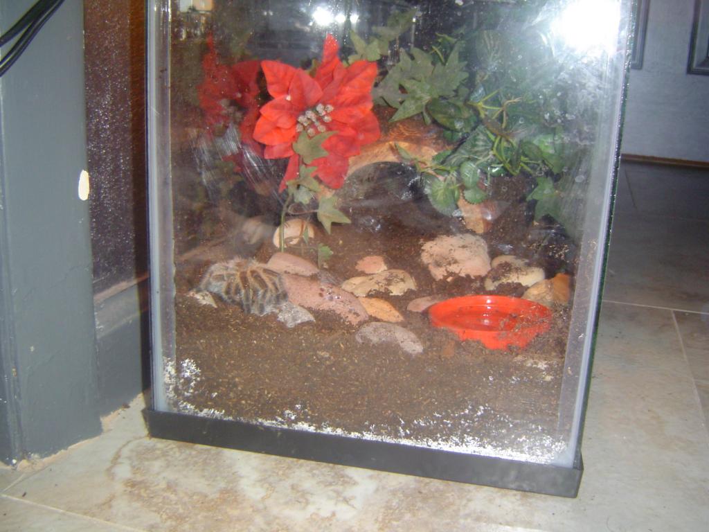 my tarantula's new wild home