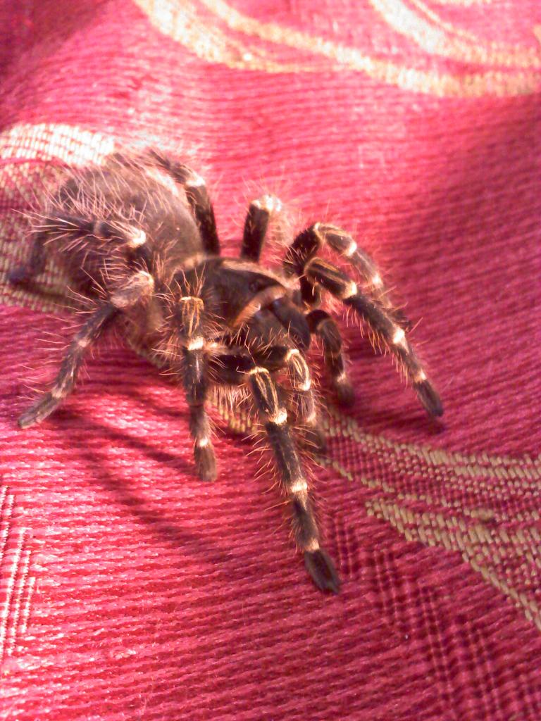 My Tarantulas