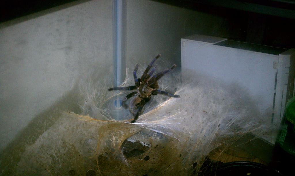 My Tarantulas