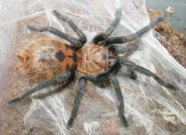 My Tarantulas