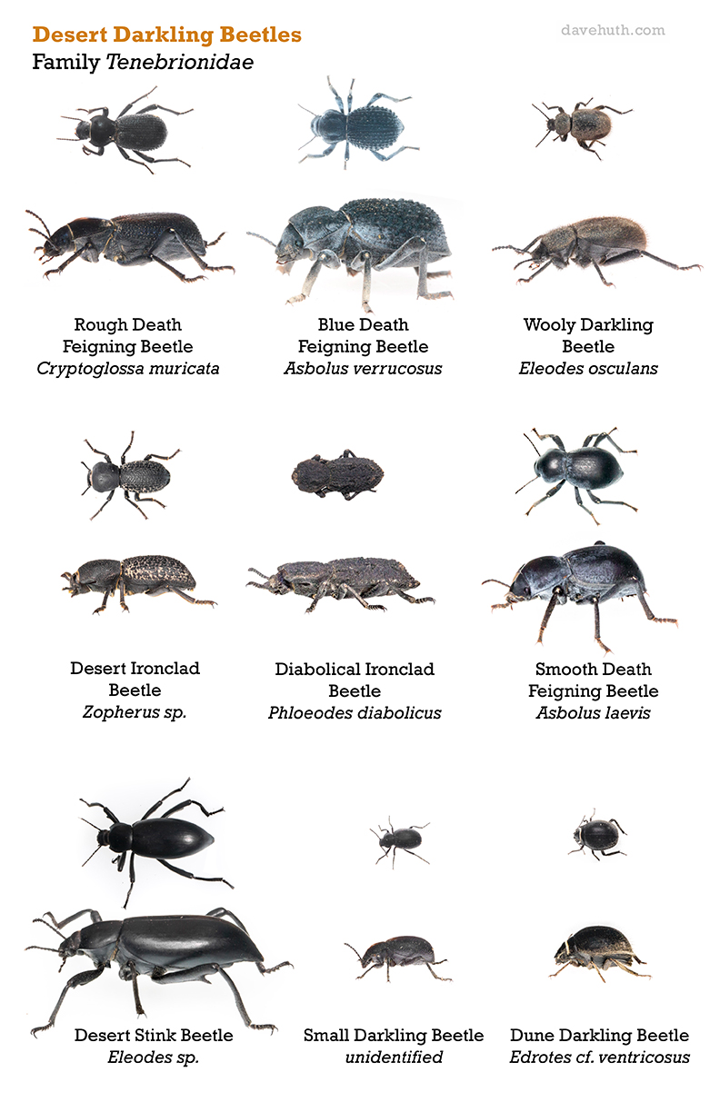 My Tenebrionid beetles