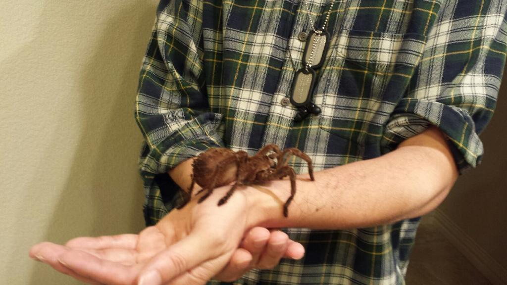 My Theraphosa blondi