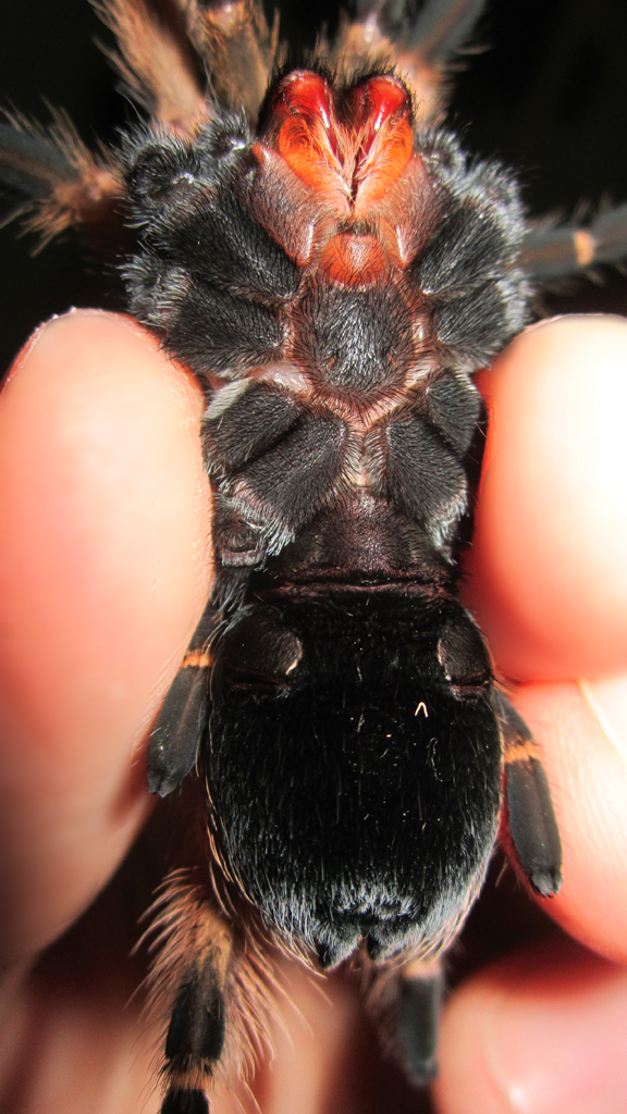 My third Brachypelma boehmei male or female