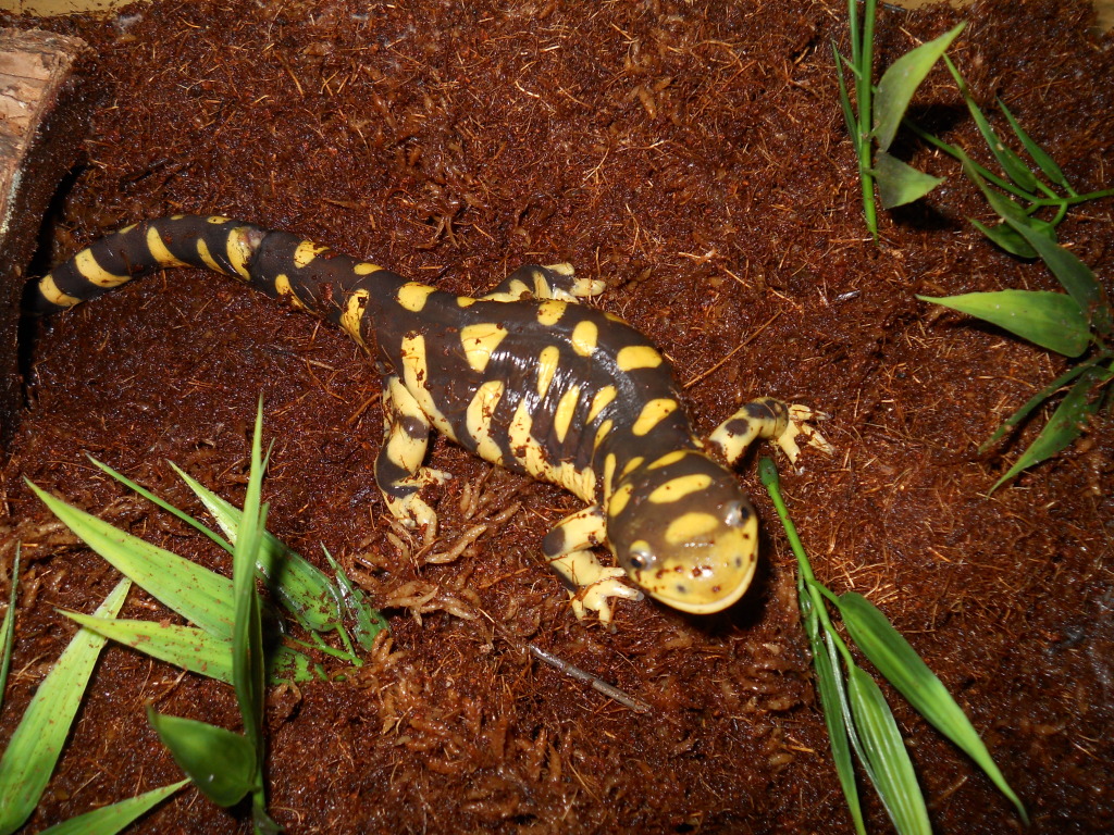 My Tiger Salamander