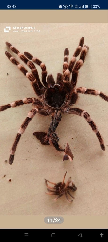 My whiteknee tarantula molting