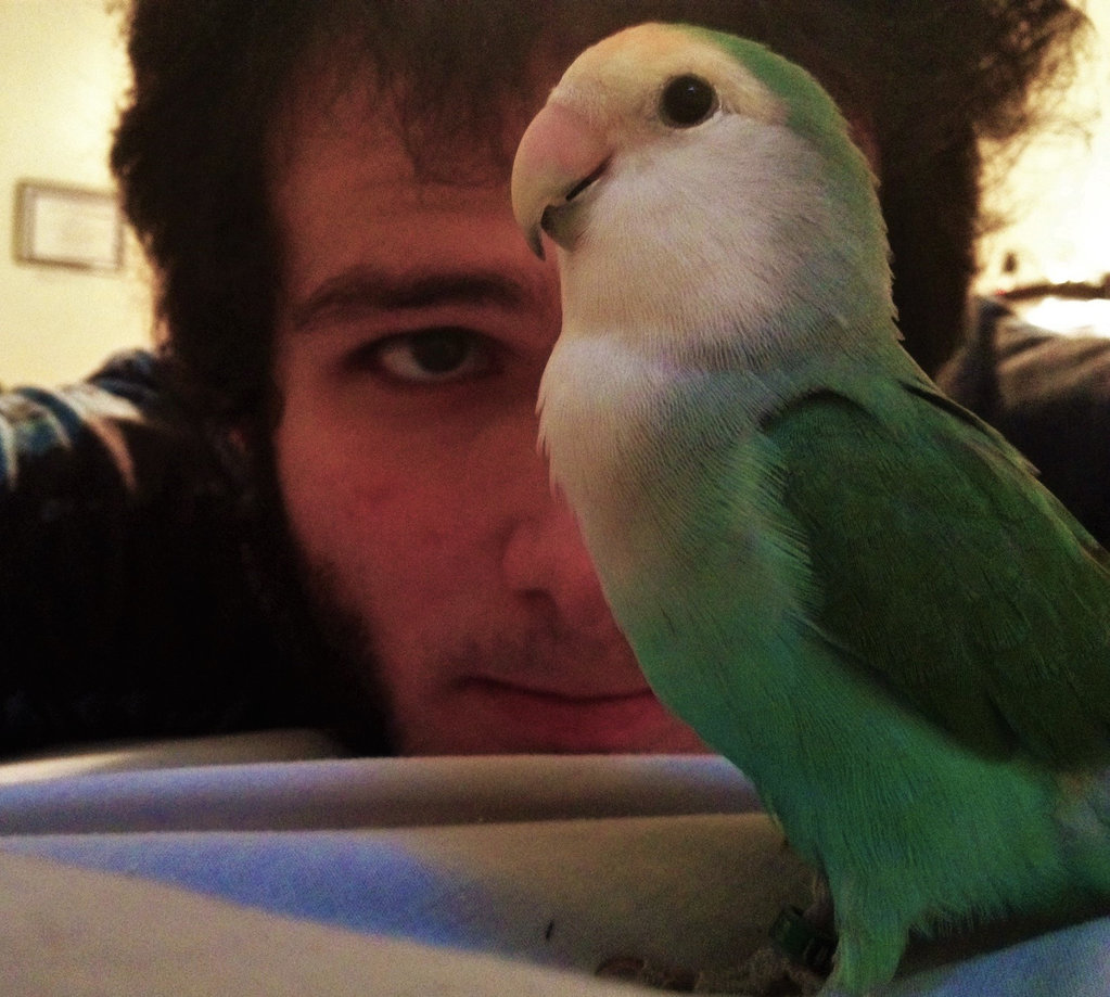 Mylo the Lovebird