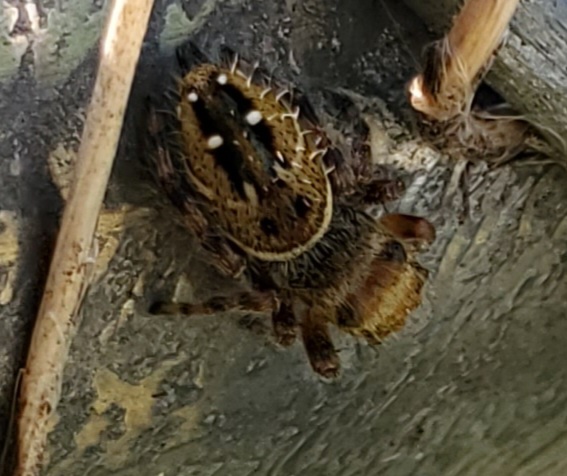 Myster the Phidippus Clarus