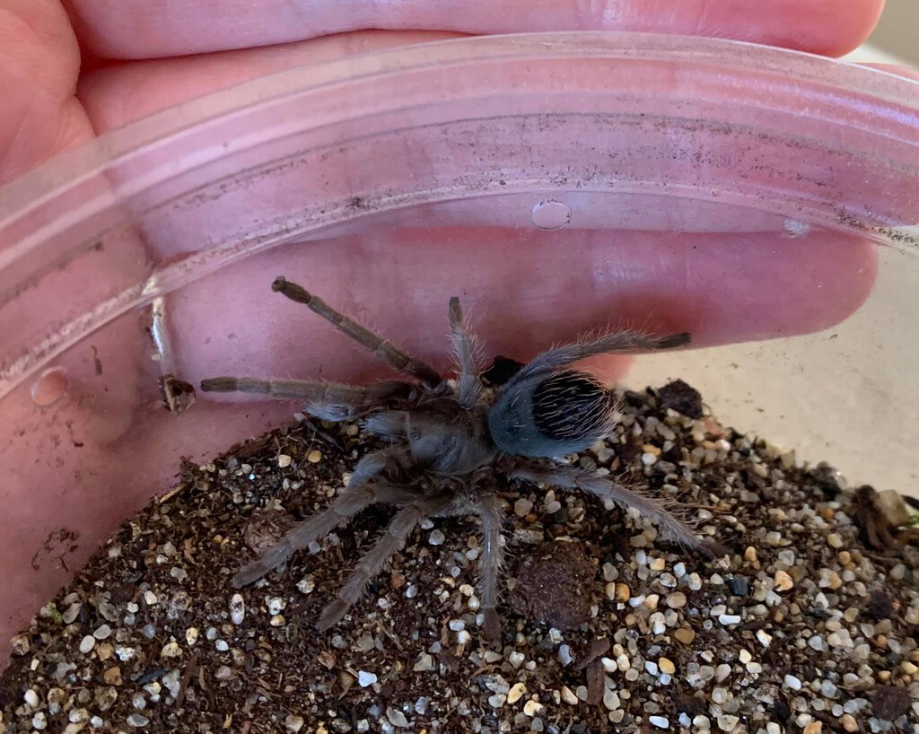 Mystery Aphonopelma