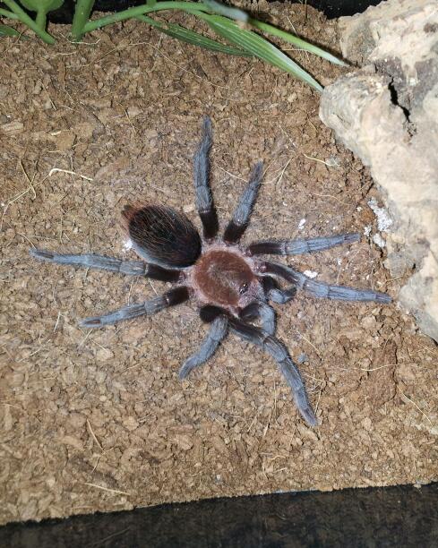 Mystery Apnonopelma juvie, "Beast"