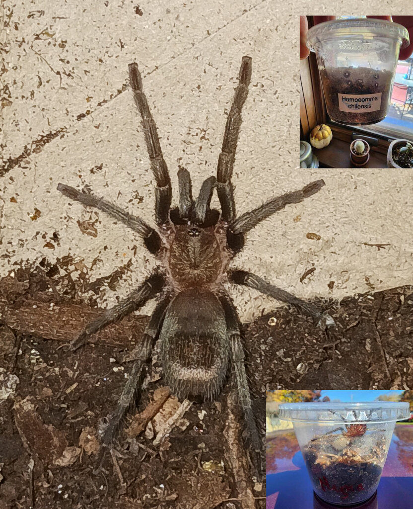 Mystery Craigslist Tarantula