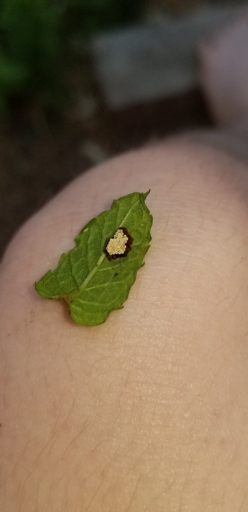 Mystery eggs under mint leaf