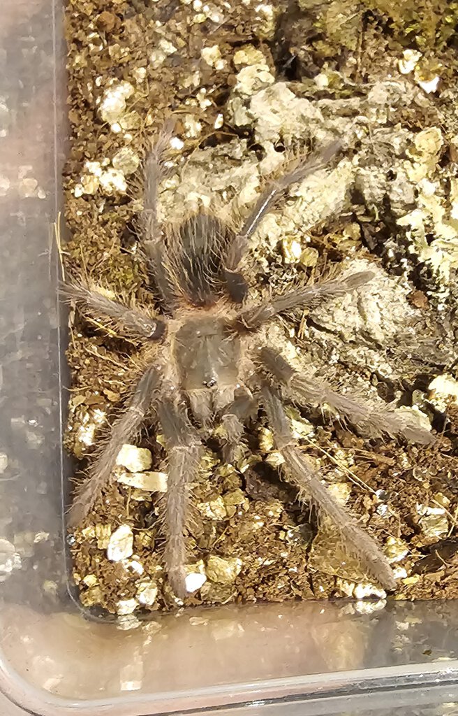 Mystery female