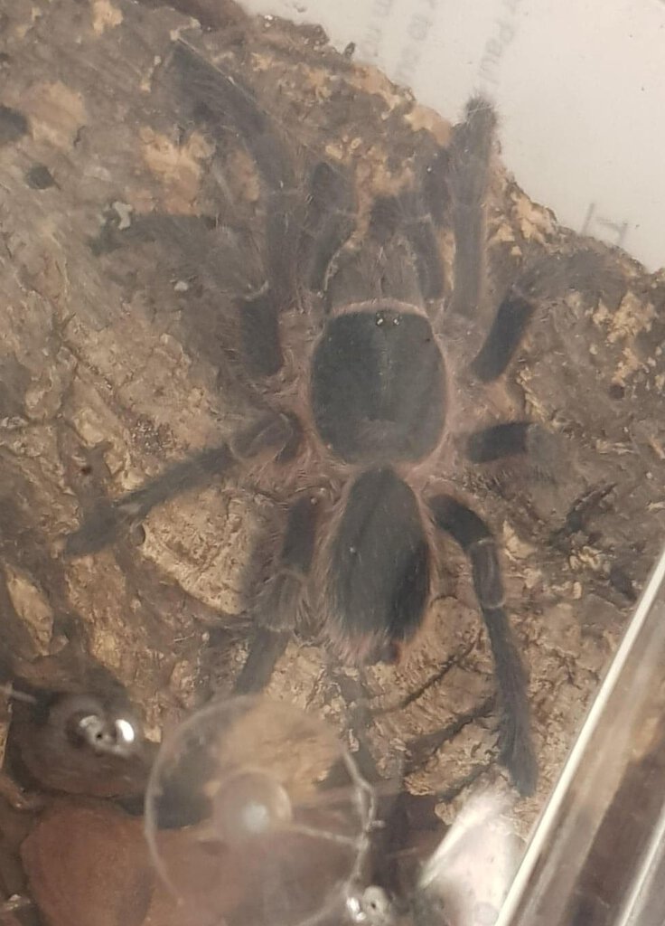 Mystery pet shop spider?