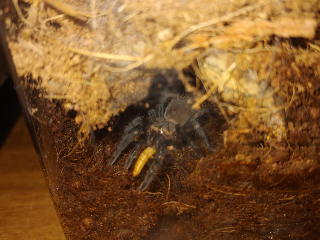 Mystery Sling (Front View, Snacking)