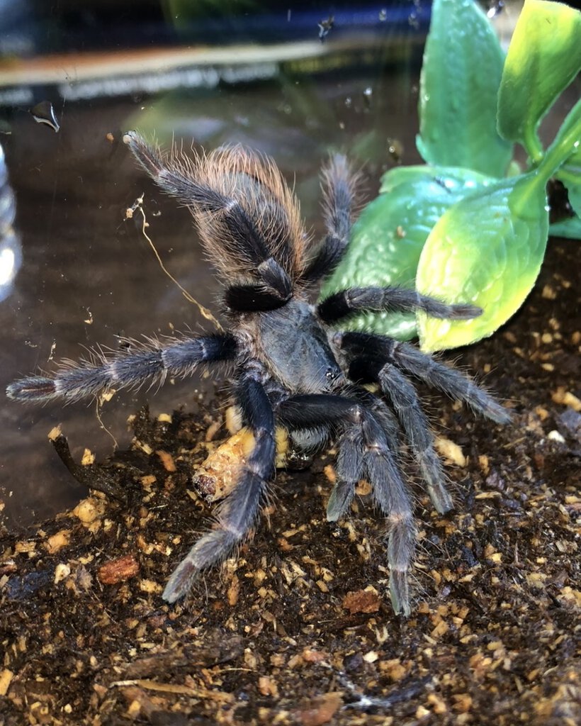 Mystery tarantula