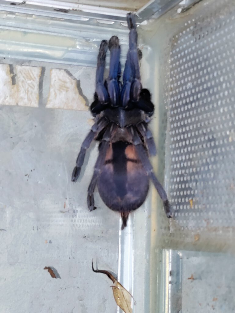 Mystery tarantula