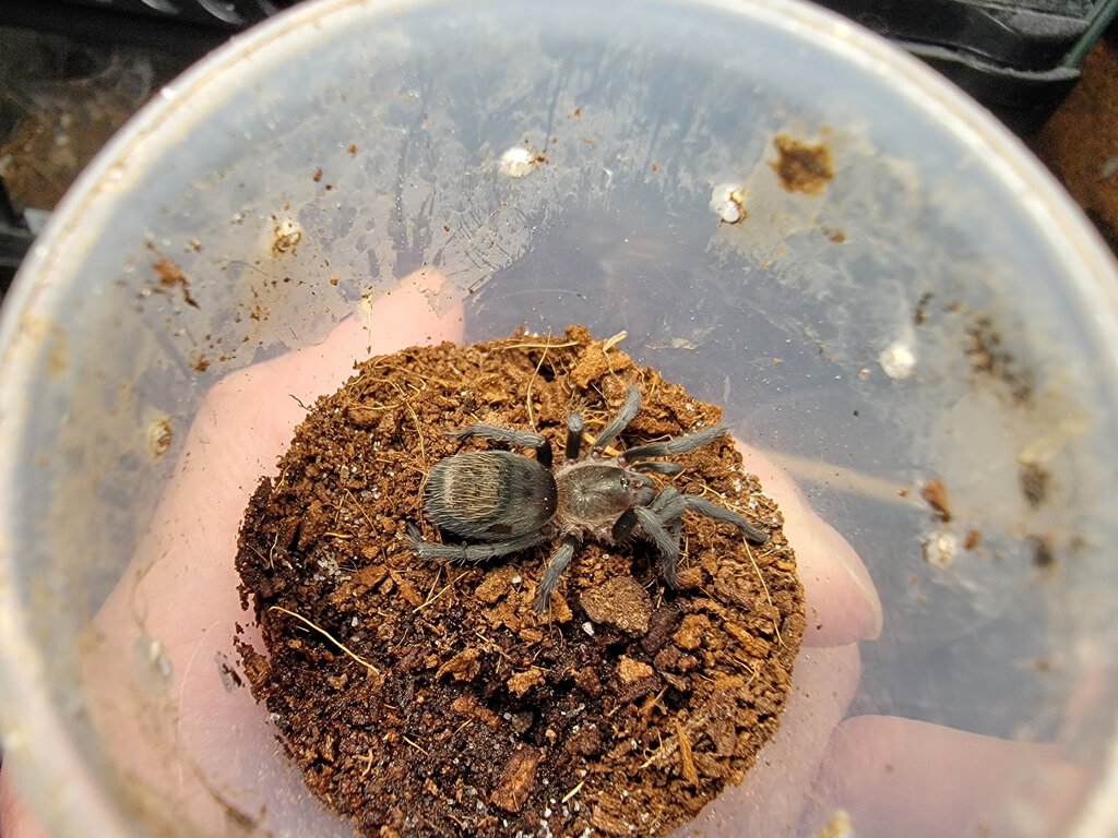 Mystery tarantula