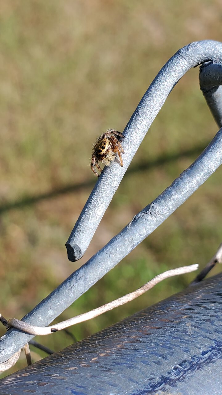 Mystery the Phidippus Clarus