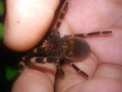 N. chromatus 2" DLS