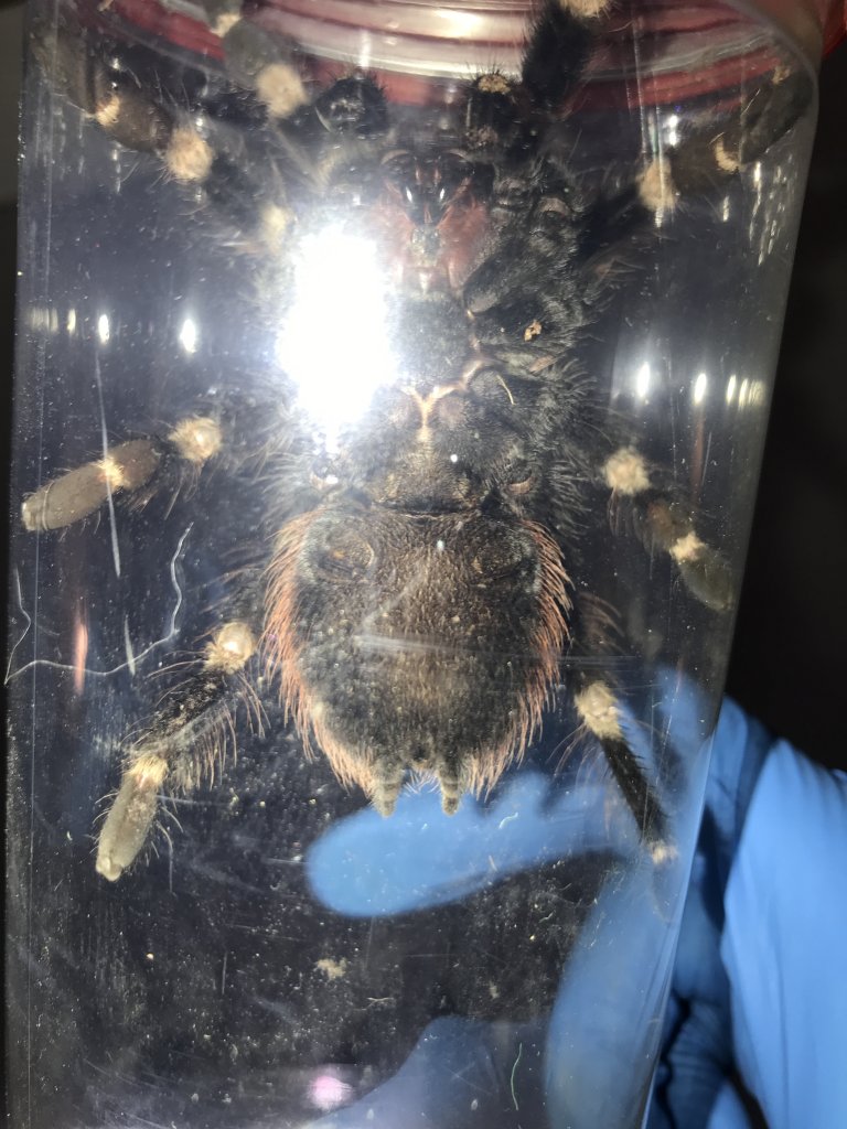 N. chromatus ~4-5”