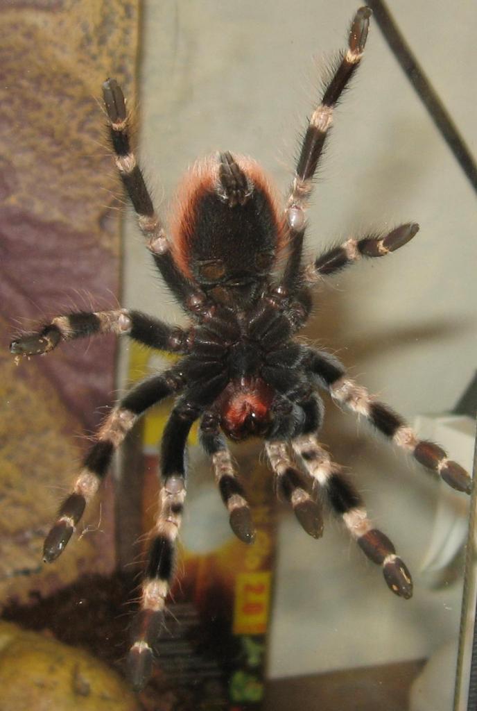 N. chromatus, clear pic