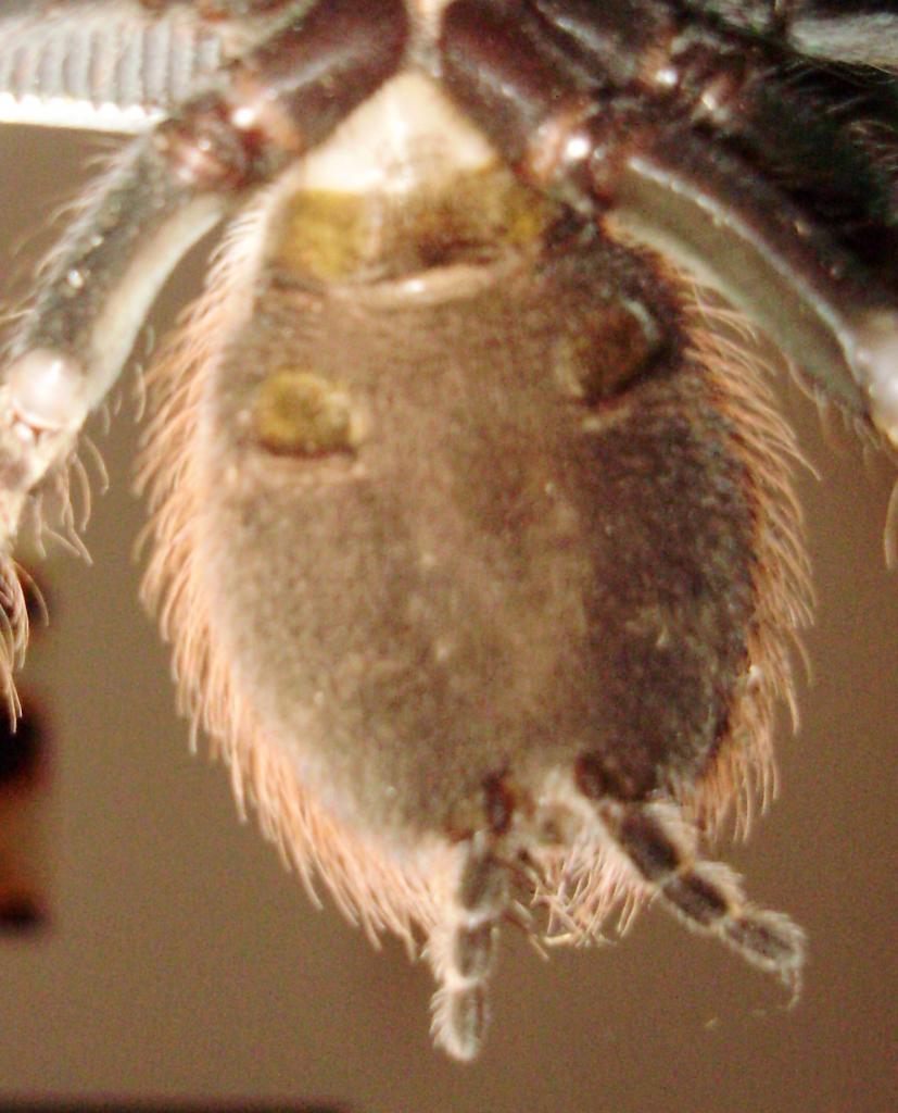 N.chromatus Female?