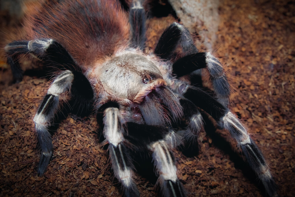 N. Chromatus male juvenile