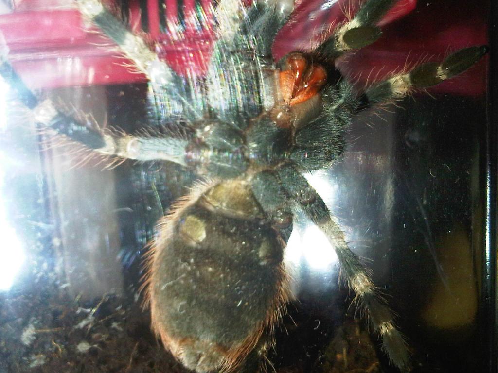 N. Chromatus male or female??