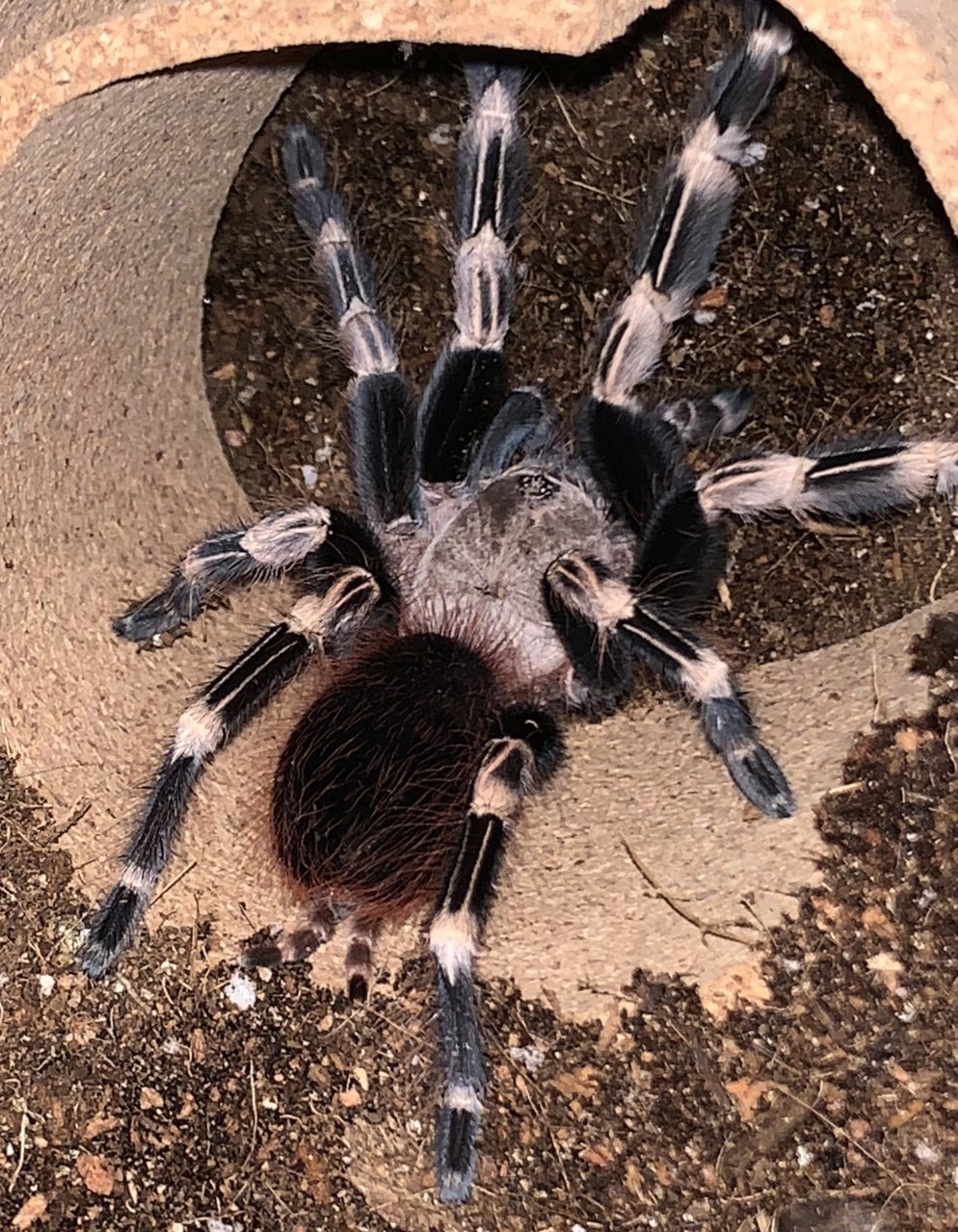 N. chromatus New hair but she bites first and flicks later