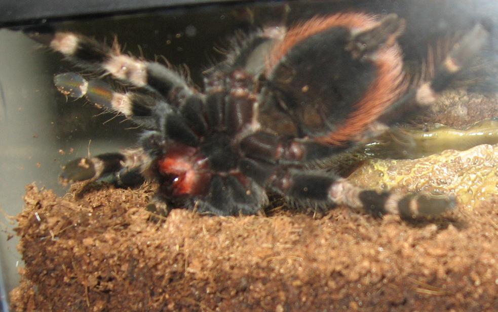 N. chromatus, second shot