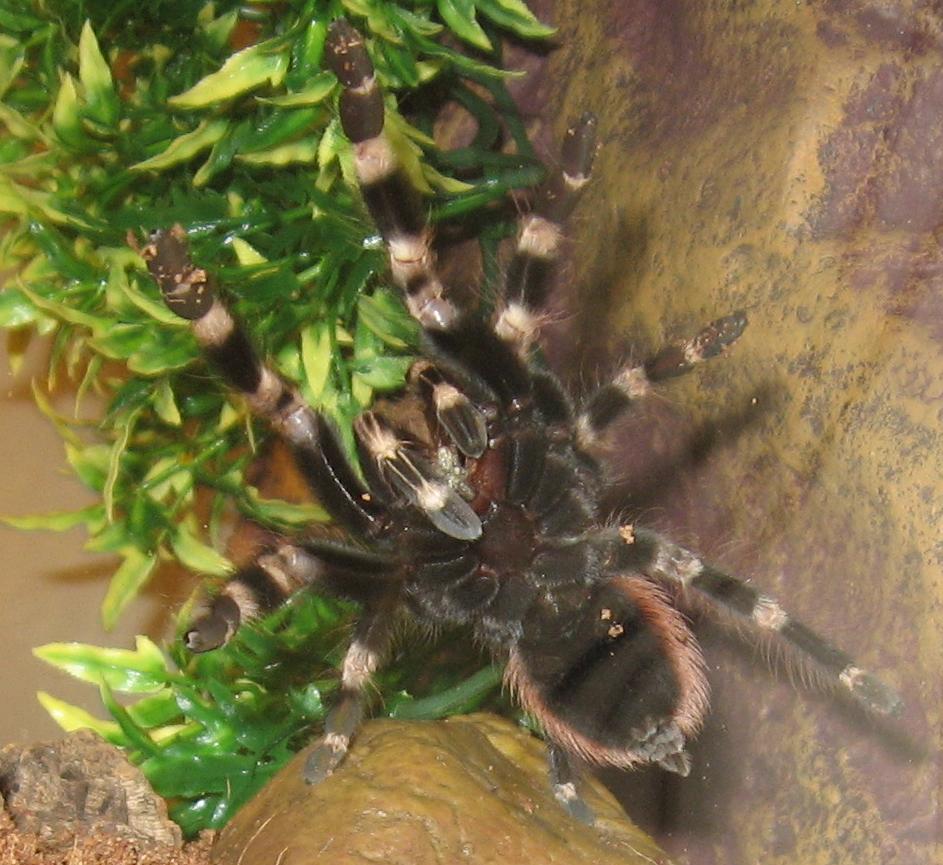 N. chromatus