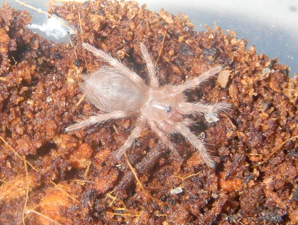 N. chromatus