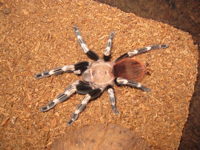 N. chromatus