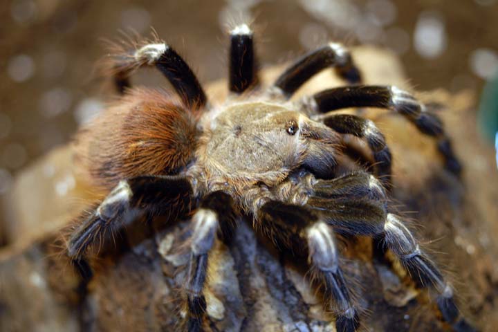 N. chromatus