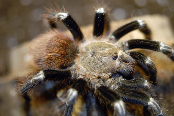 N. chromatus